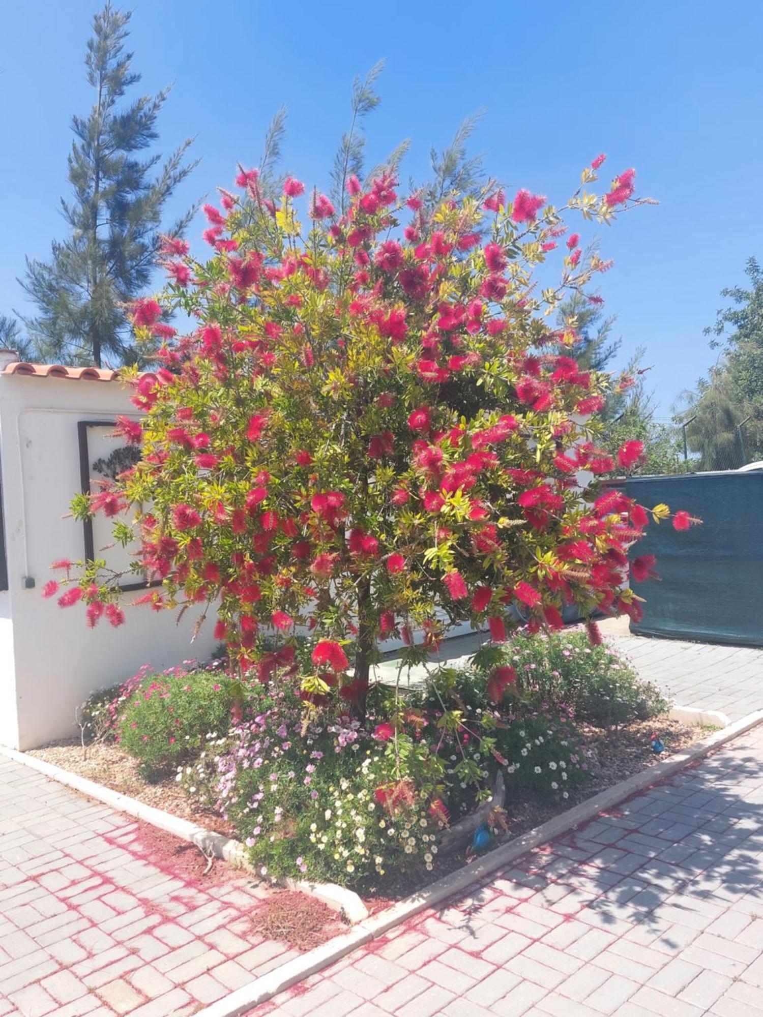 Tavira Vacations Apartments Εξωτερικό φωτογραφία